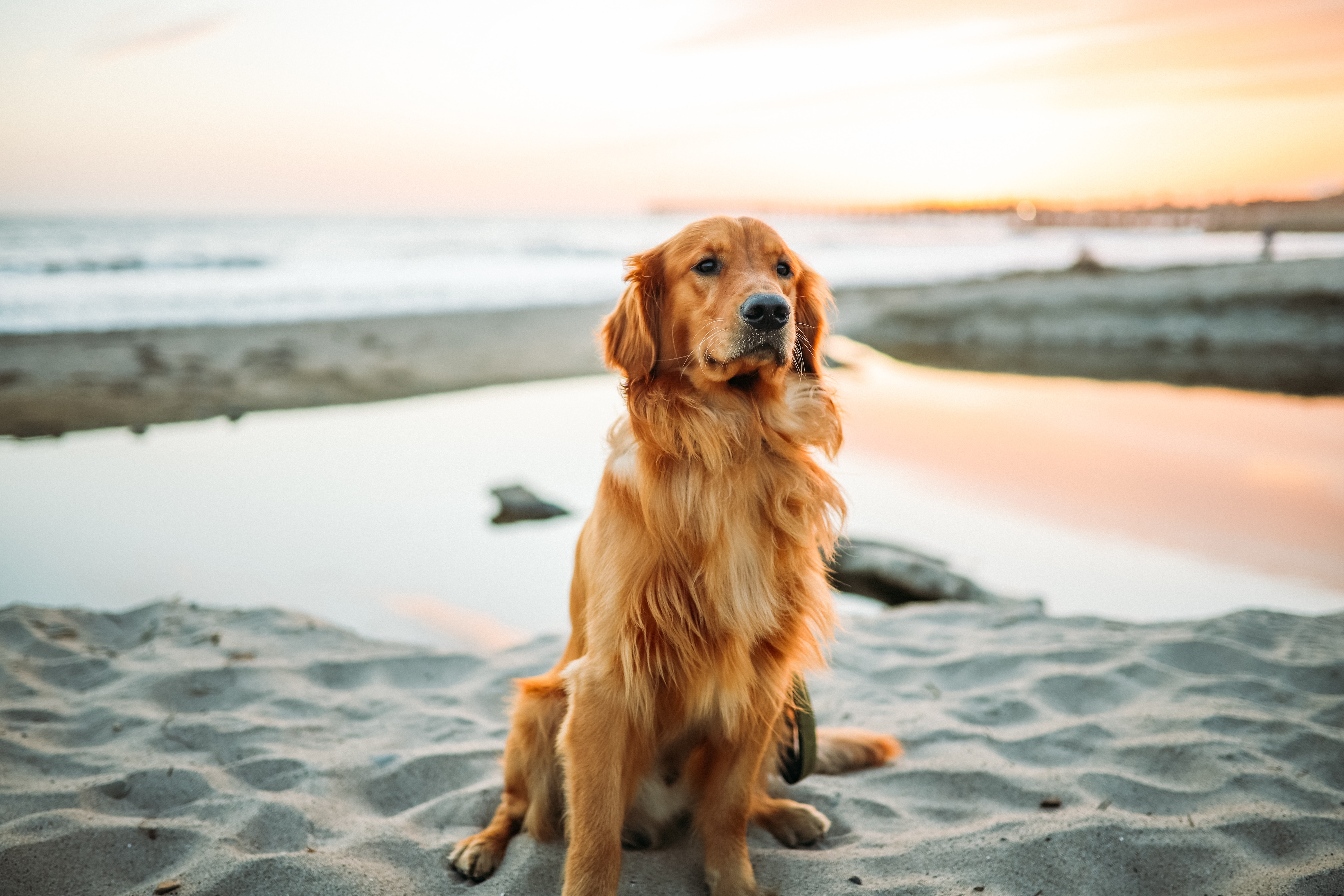 Vacanza al mare con il cane