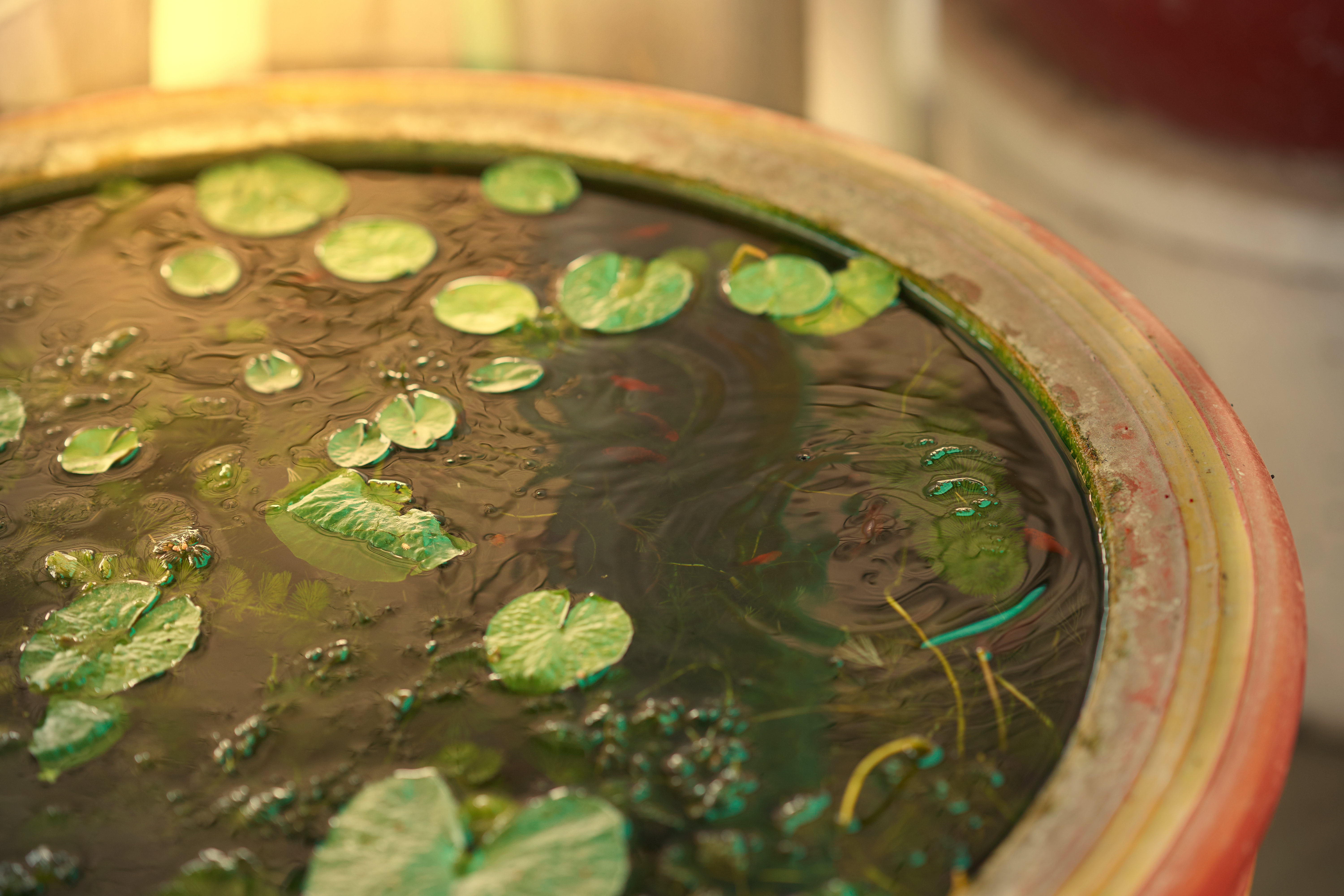 Tipologie di piante acquatiche in vaso