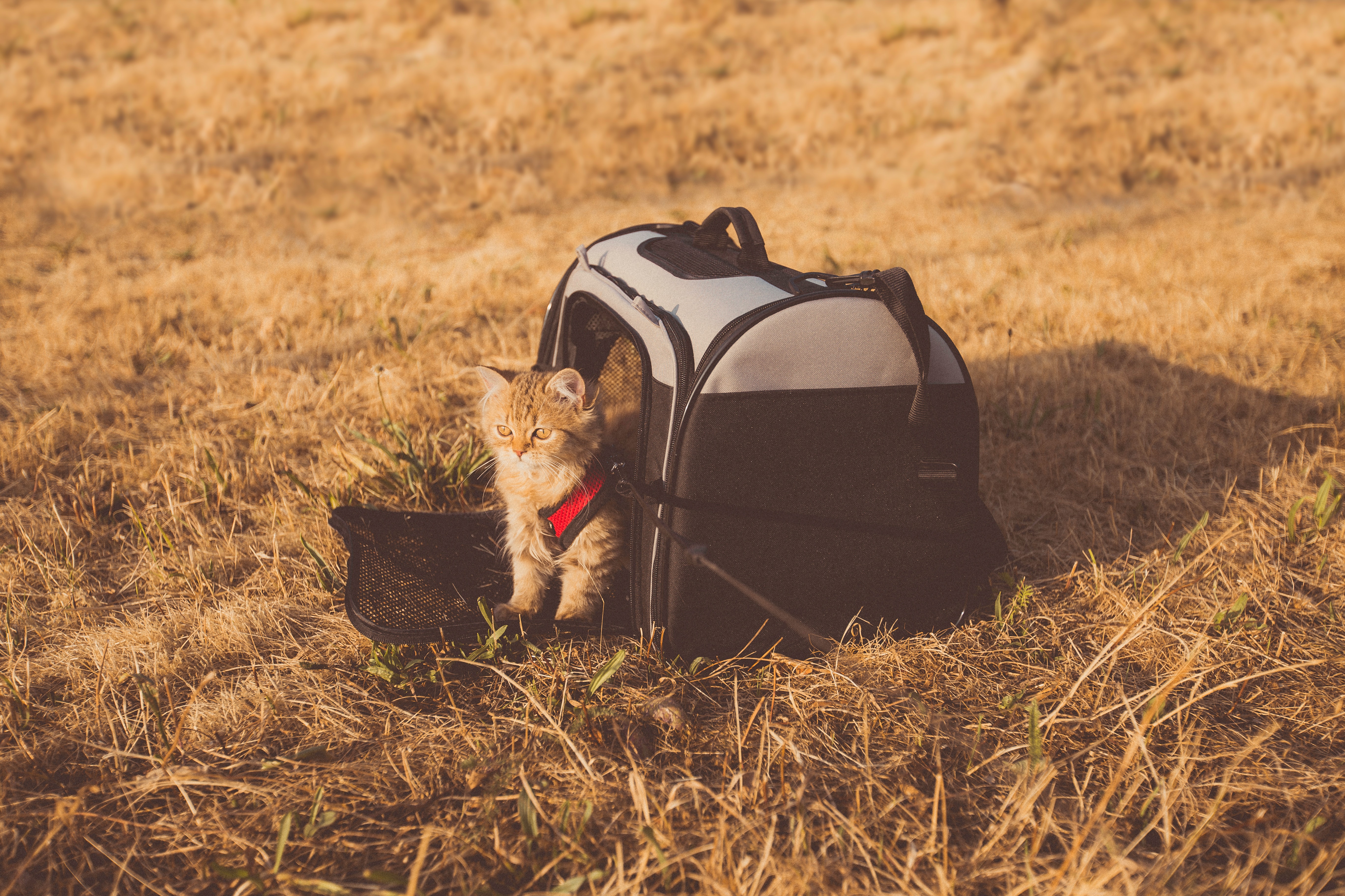 Viaggio con il trasportino gatto