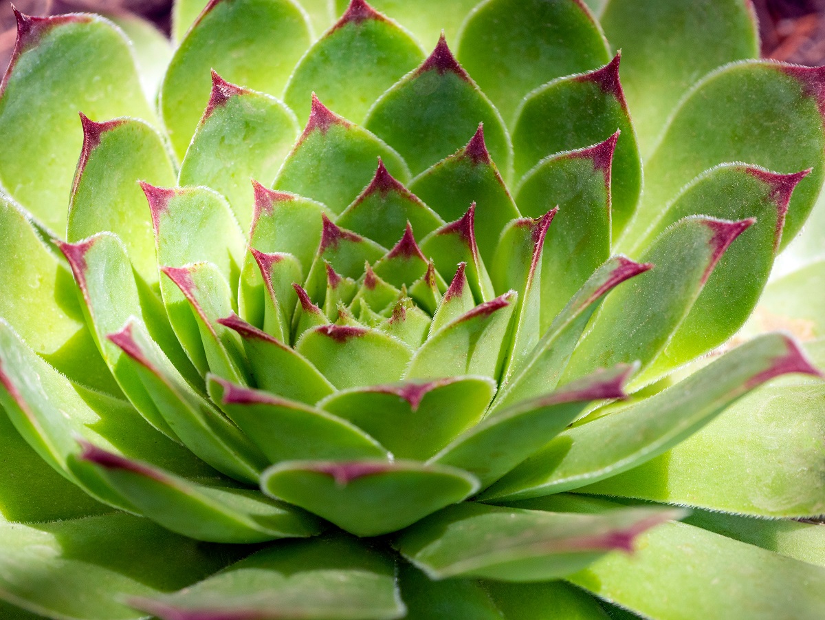 Sempervivum