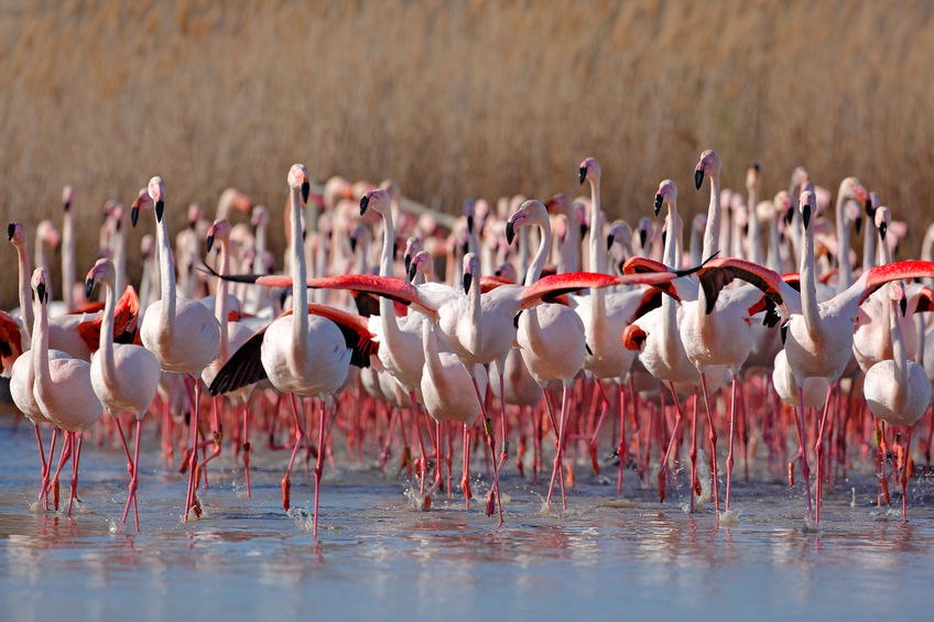 Gruppo di fenicotteri rosa
