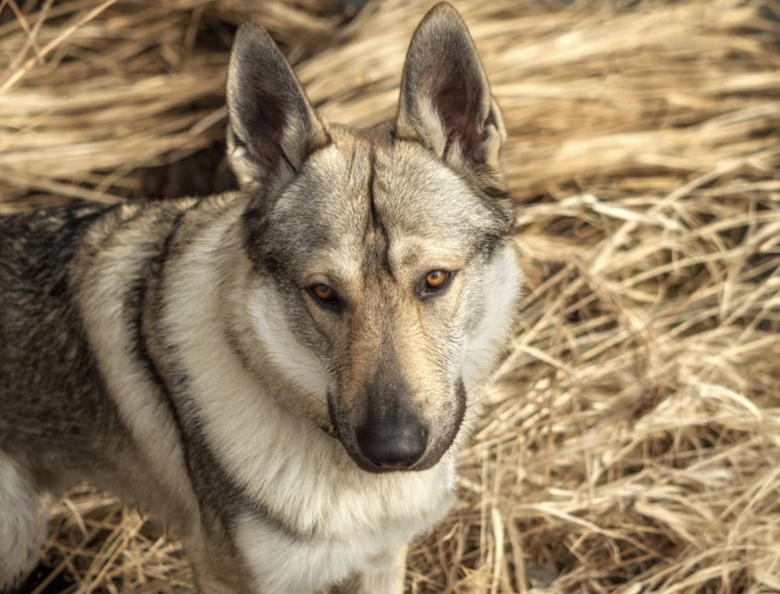 Cane lupo cecoslovacco