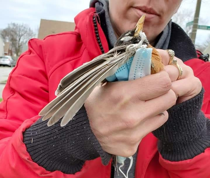 Mascherine pericolose per gli animali