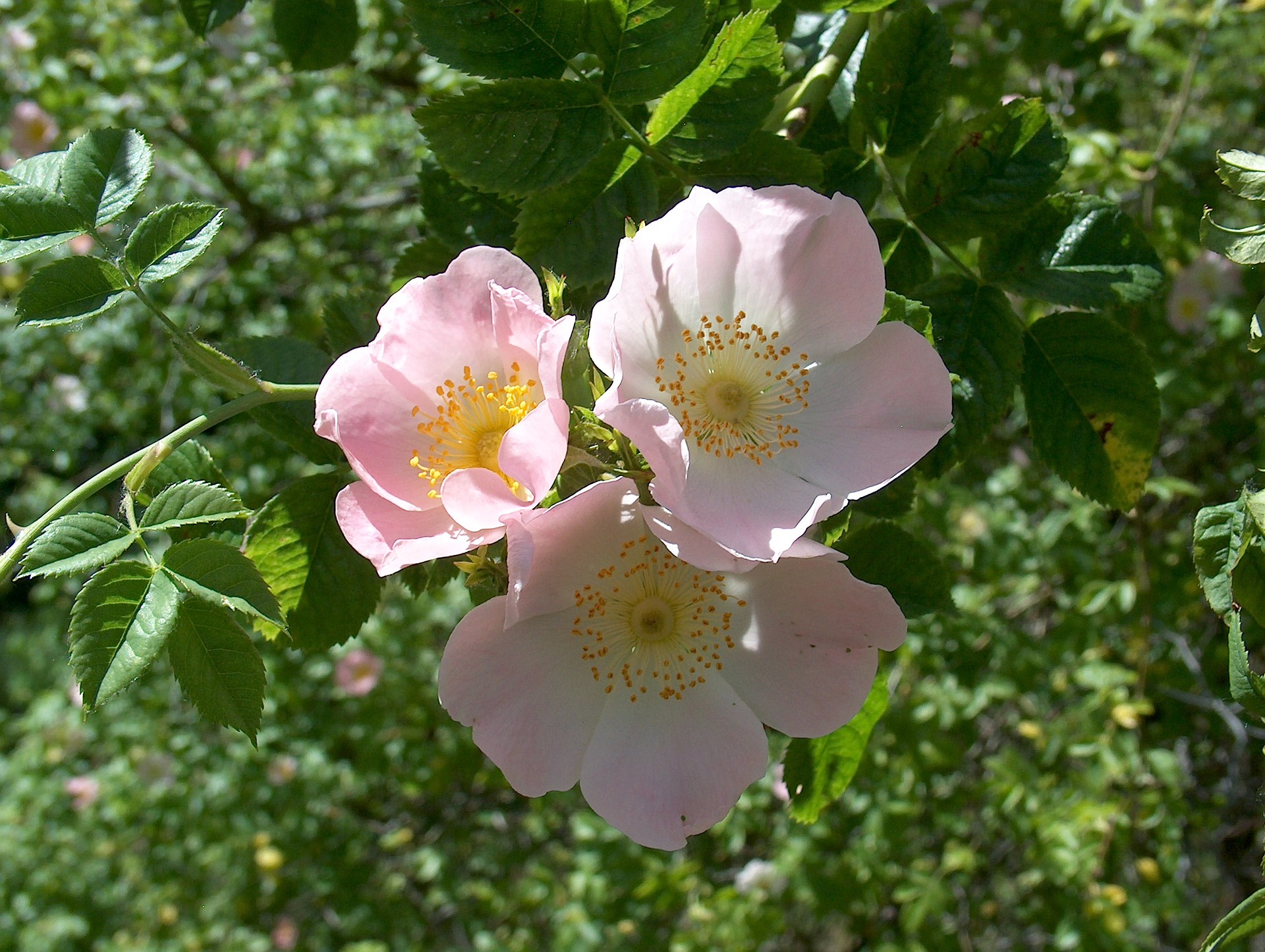 rosa-canina