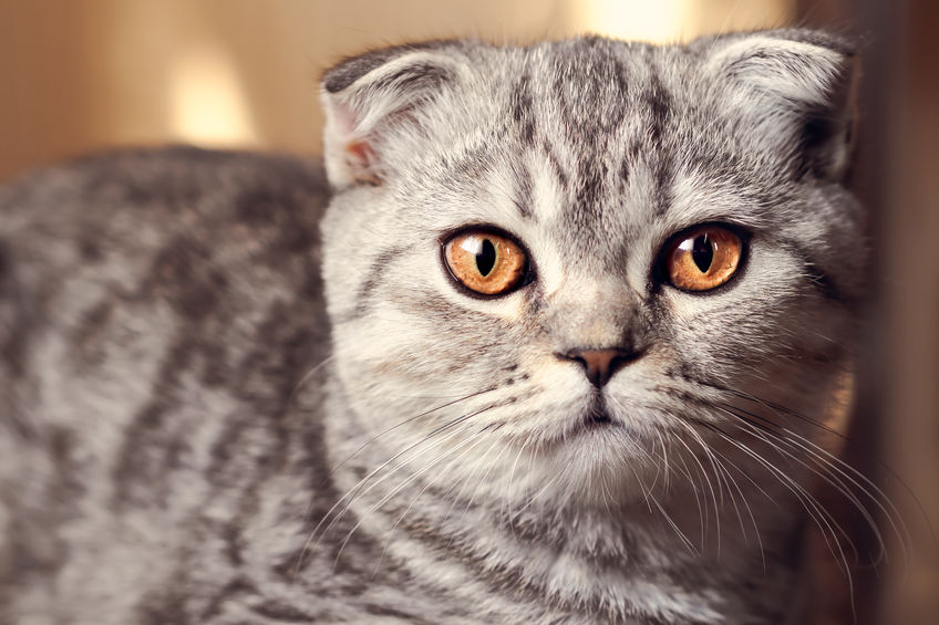 Le caratteristiche del gatto scottish fold