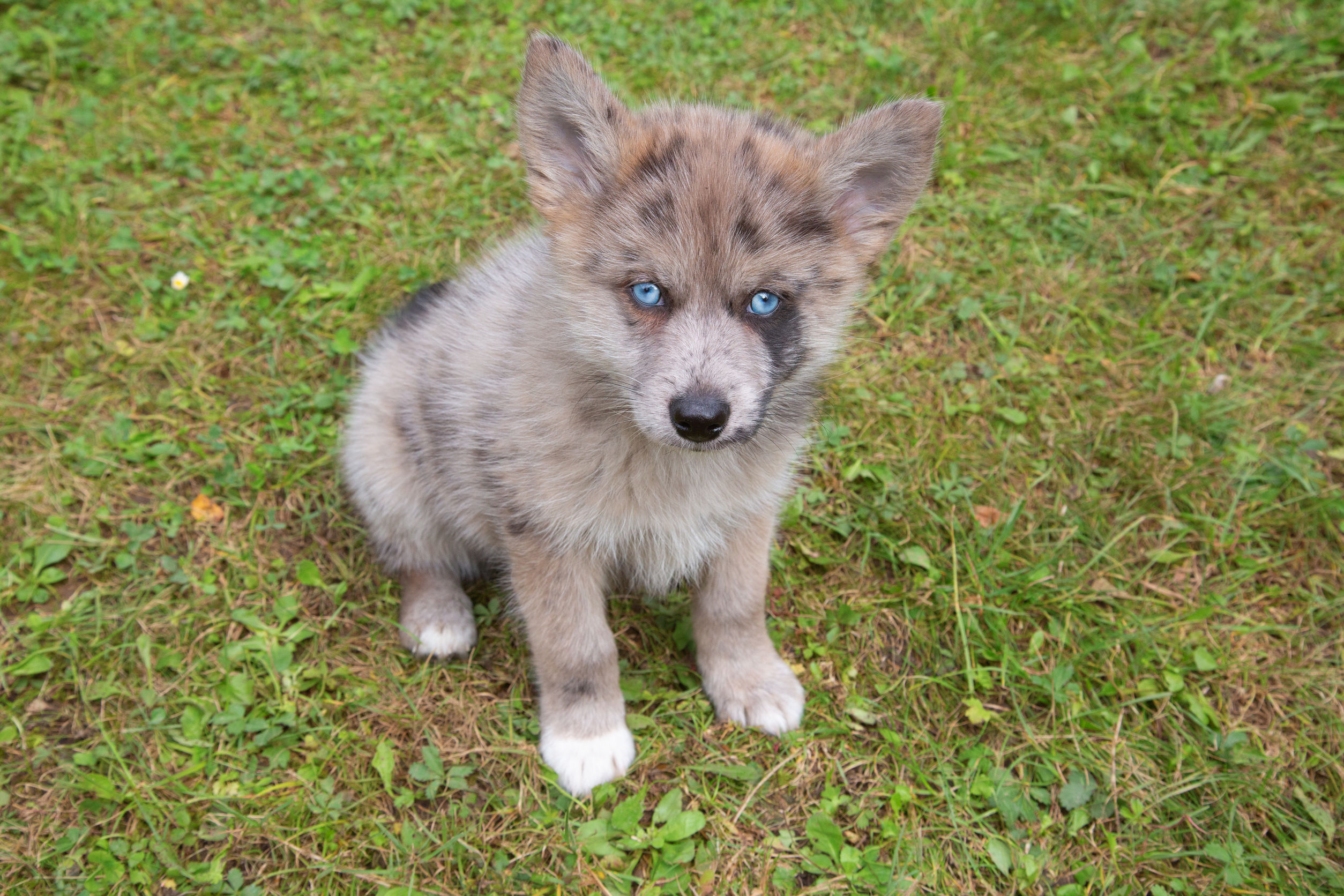 Cane Pomsky: allevamento