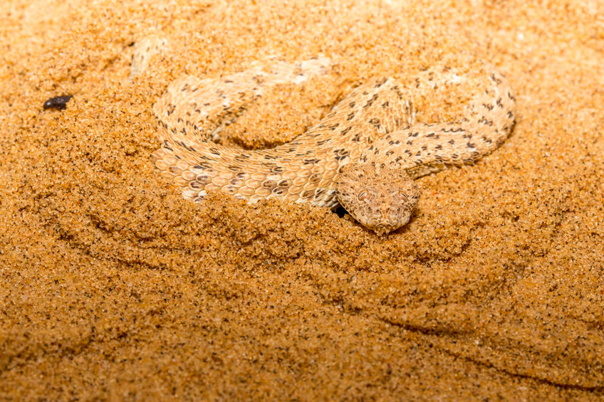 specie estinzione Vipera della Namibia