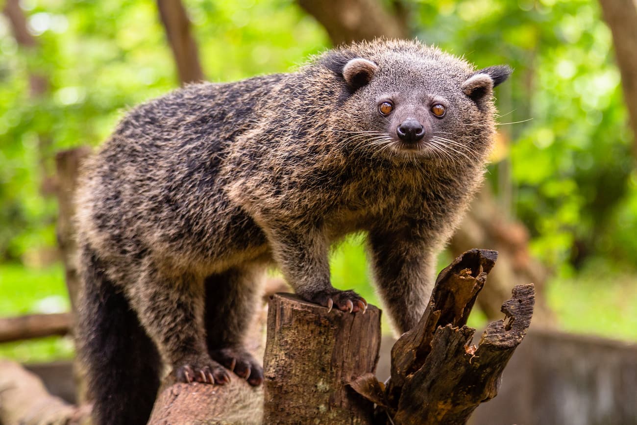 binturong, il gatto orsino