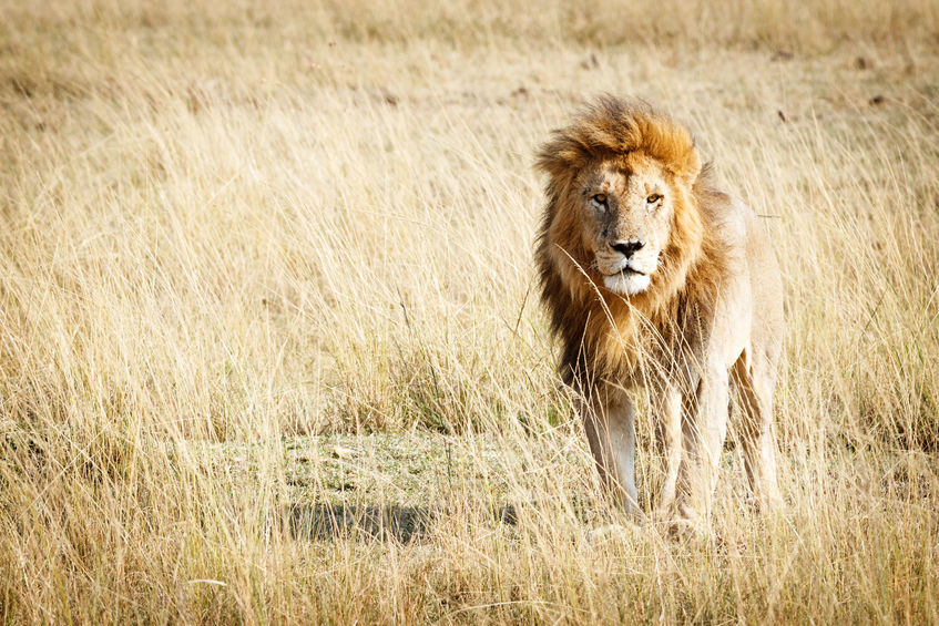 Leone nella savana