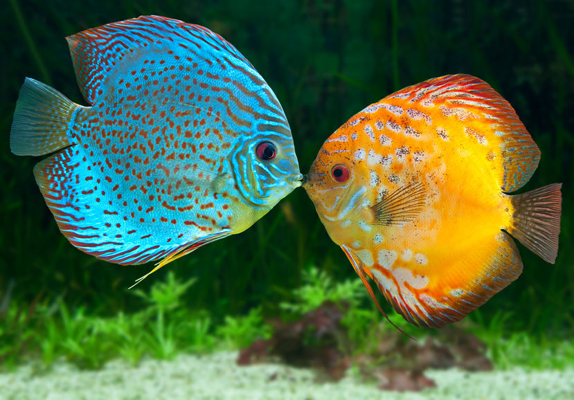 discus