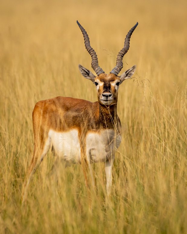 antilope cervicapra