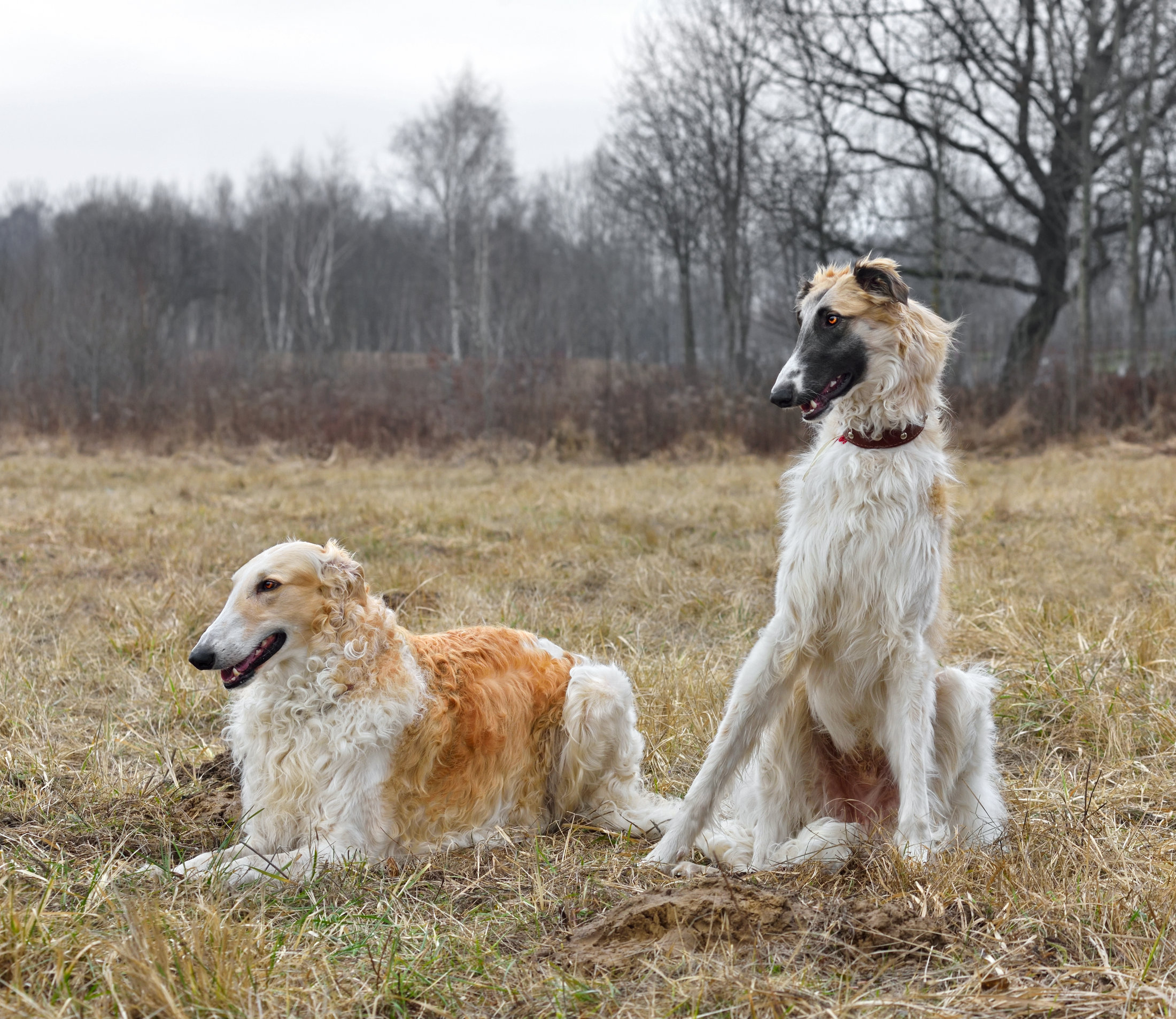 borzoi