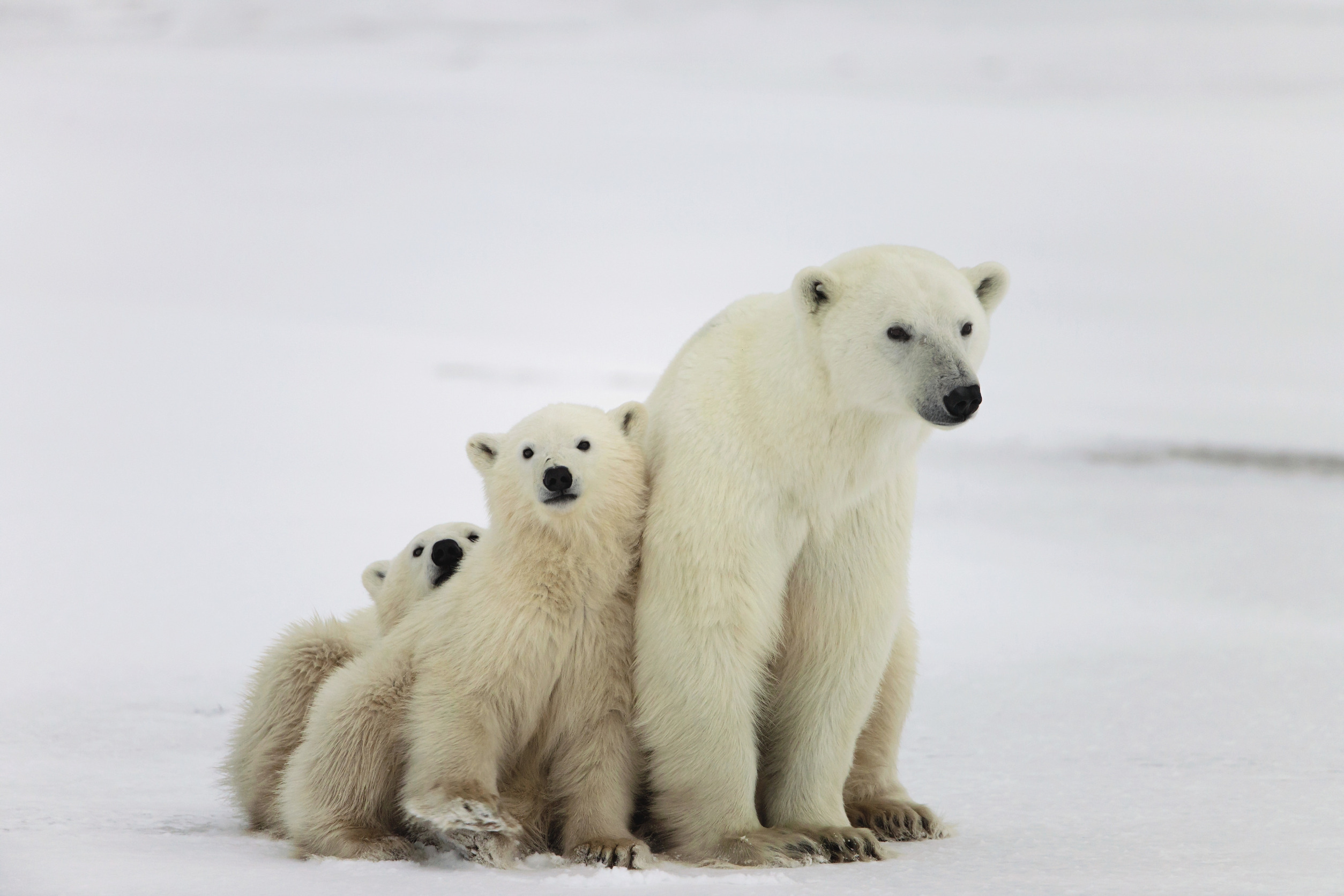 orso polare curiosita