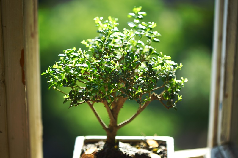 cura bonsai