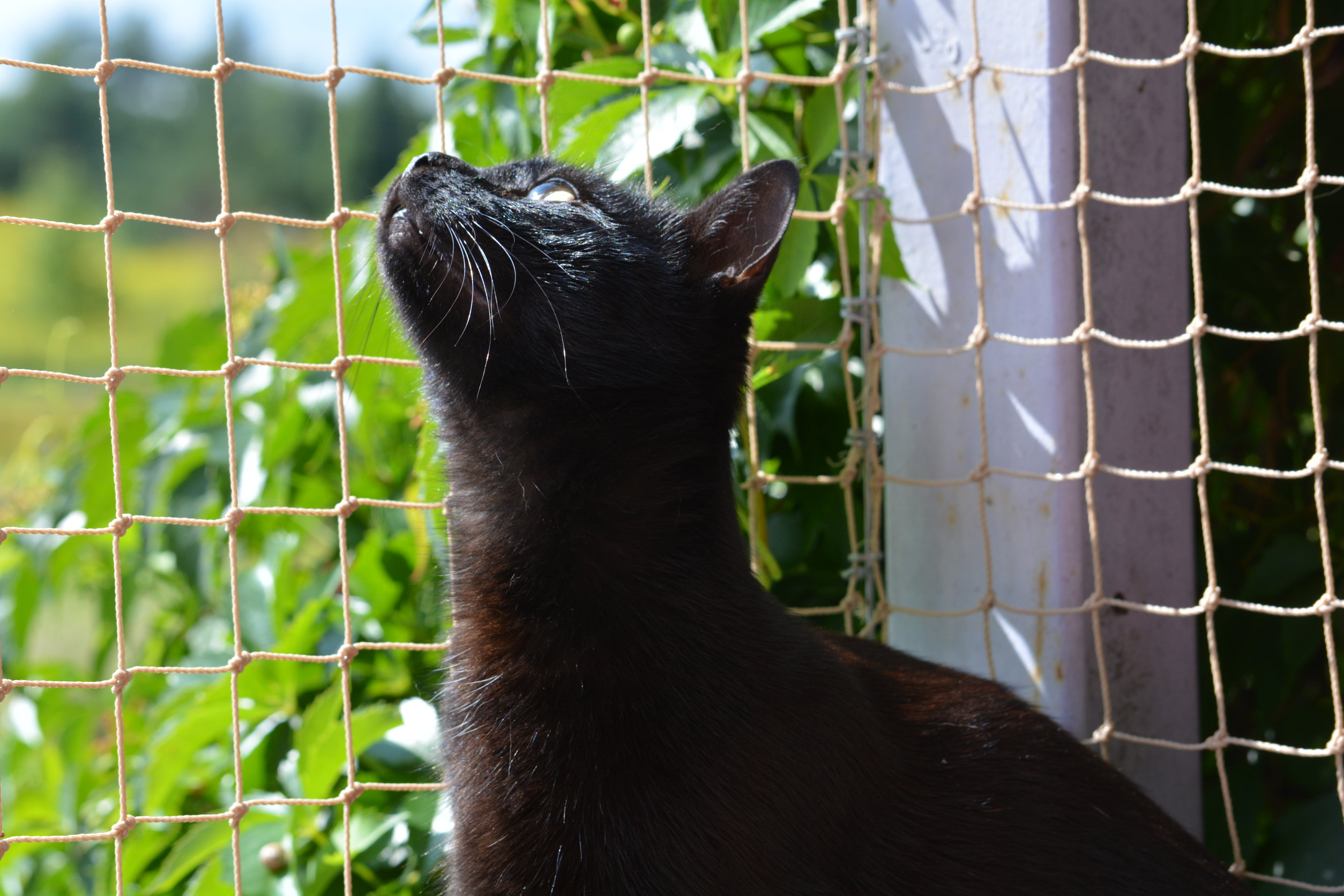 balconi in sicurezza per gatti