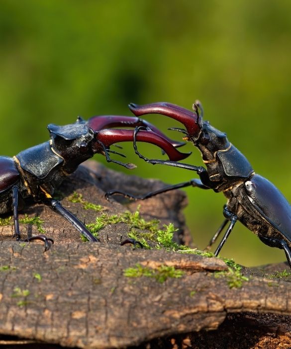 <p>Può sembrare un hobby brutale, ma piace a molti. Due insetti l'uno contro l'altro in piccole arene. Per il solo gusto di vedere le loro zuffe, oppure di scommettere (piccole, si spera) cifre sul risultato finale. Particolarmente interessanti i combattimenti tra scarabei.</p>
