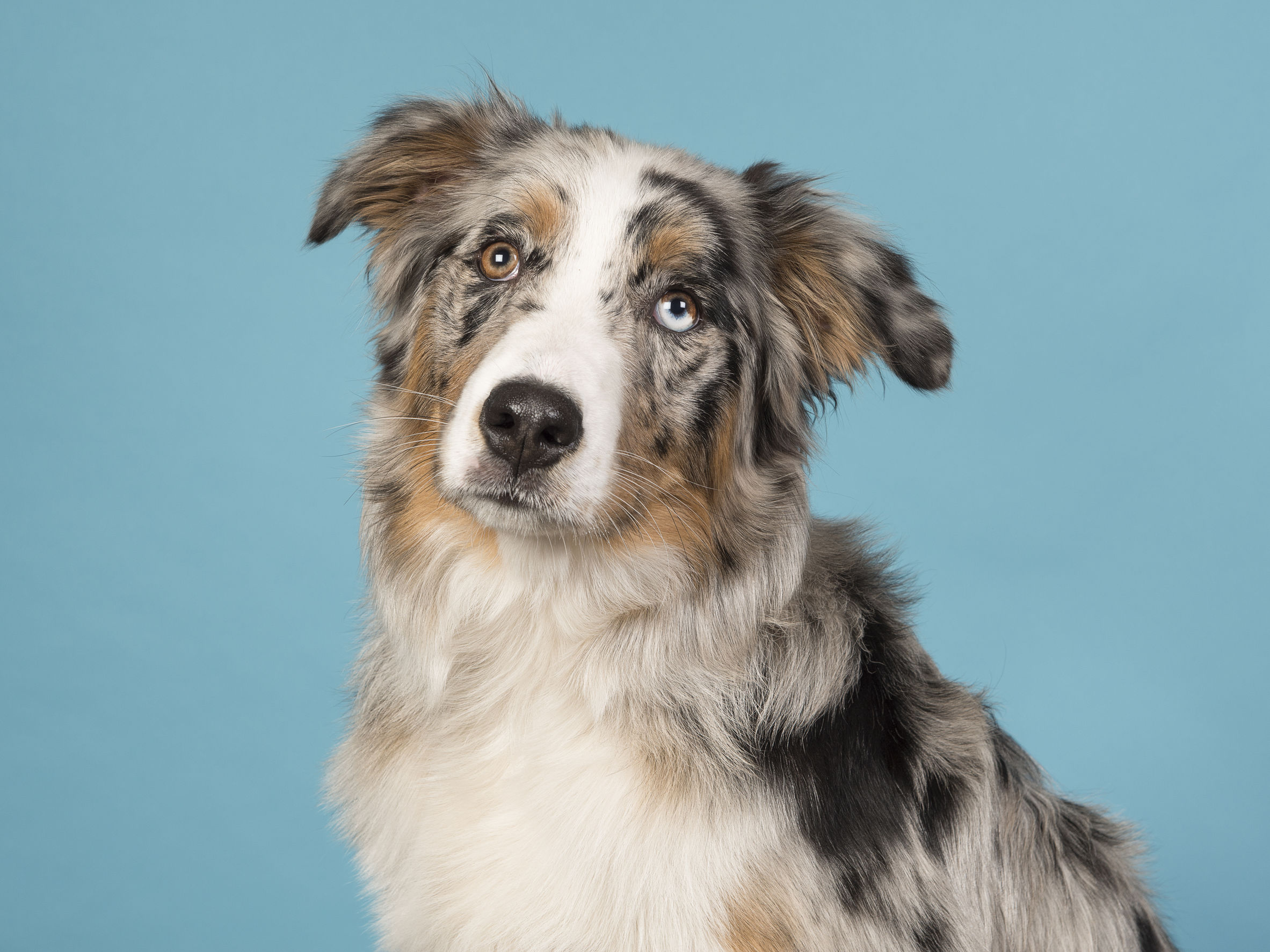 le caratteristiche del cane pastore australiano