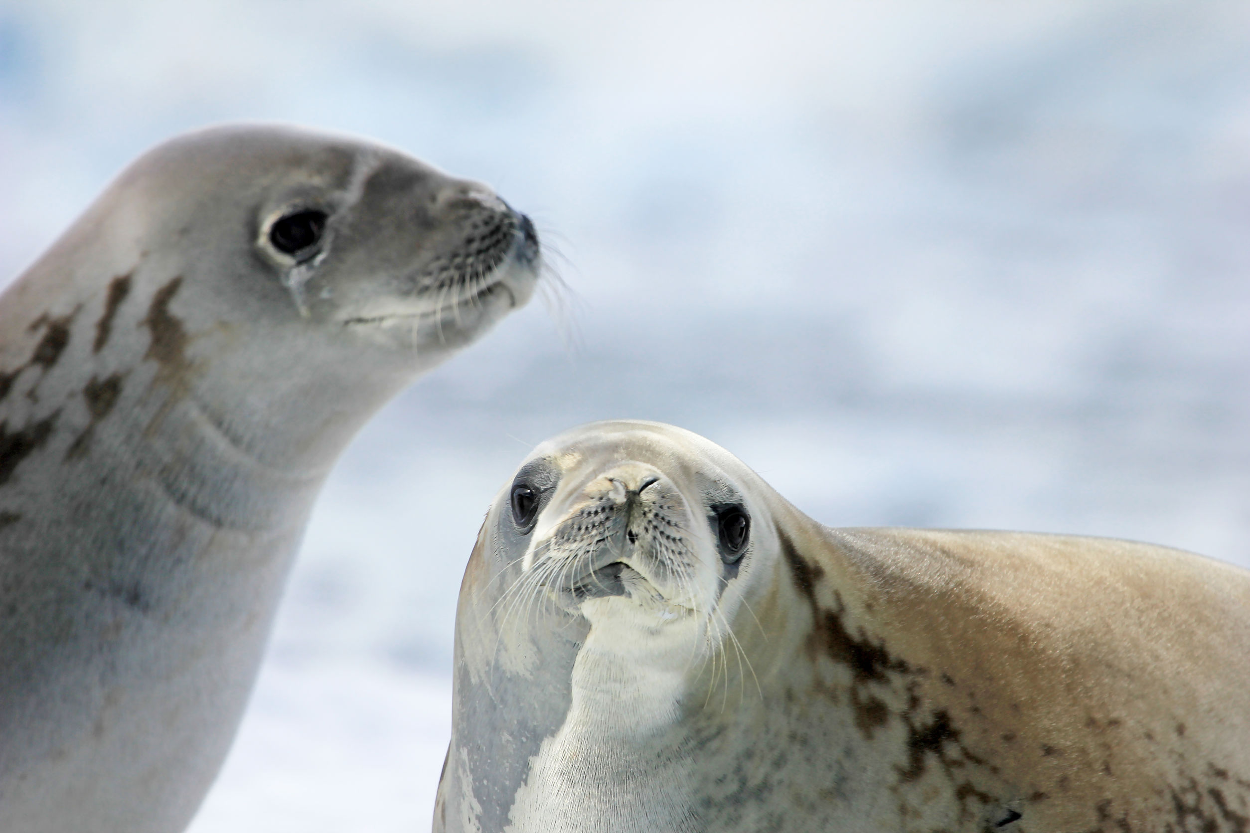 Le caratteristiche degli animali antartici