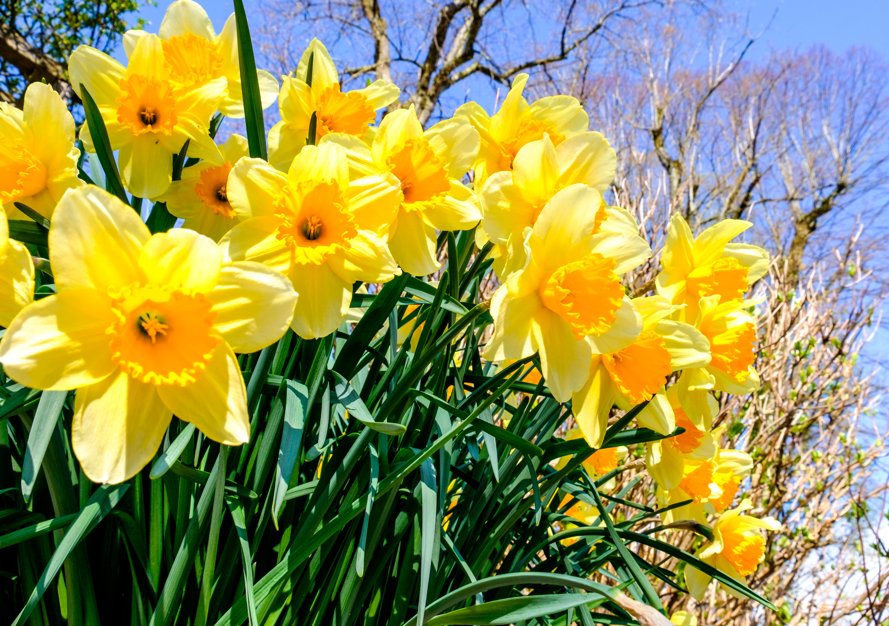 Narciso