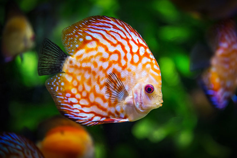 discus-in-acquario