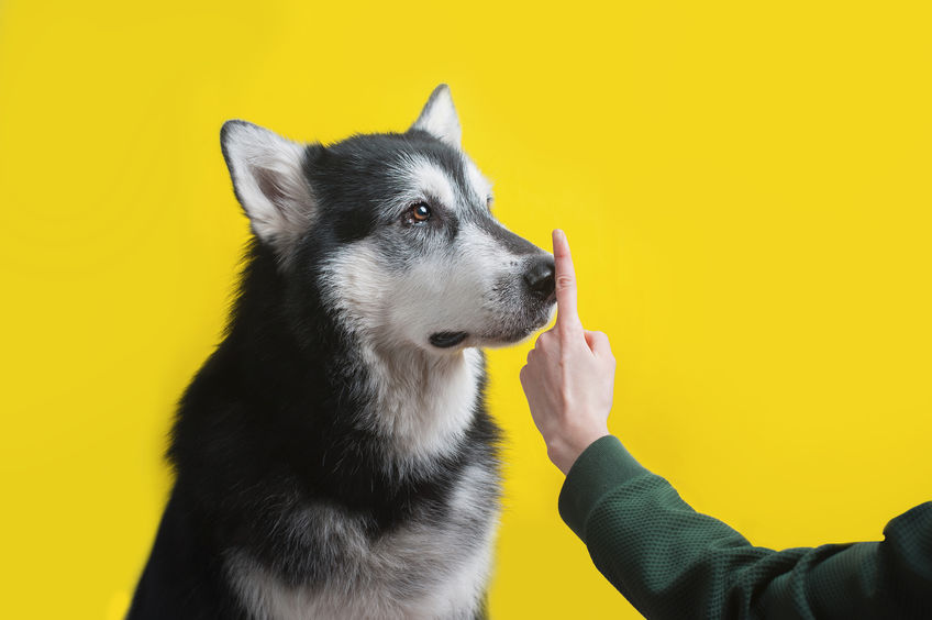 cane silenzioso