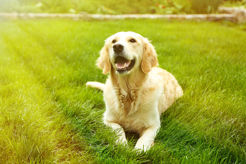 Cane nel prato