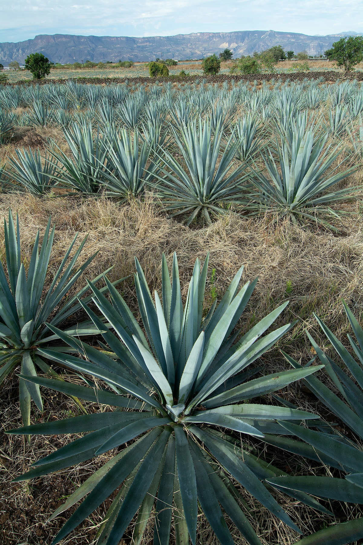 Agave