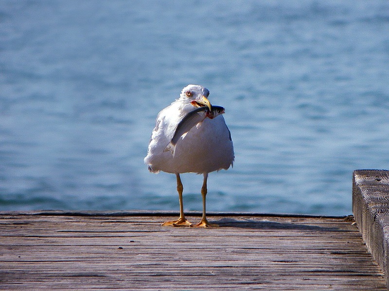 gabbiani cibo