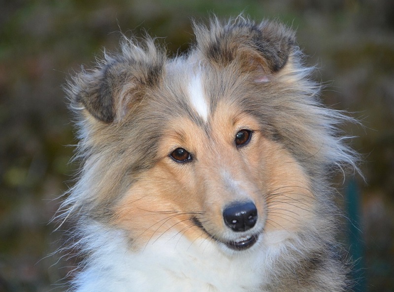 sterilizzazione cane