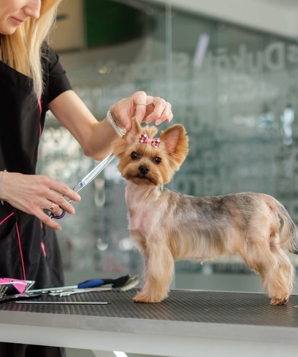 <p>A proposito di giocattoli, pettinare le bambole è ormai roba superata. Meglio farlo con i propri cani, nel modo più eccentrico possibile. L’attività viene presa molto seriamente, hobby fino a un certo punto, visto che è possibile prendere parte a concorsi a premi per l’acconciatura più strana “rifilata” agli amici a quattro zampe.</p>
