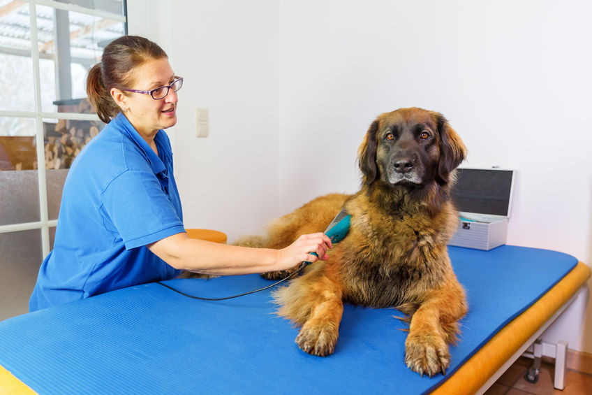 Leonberger dal veterinario