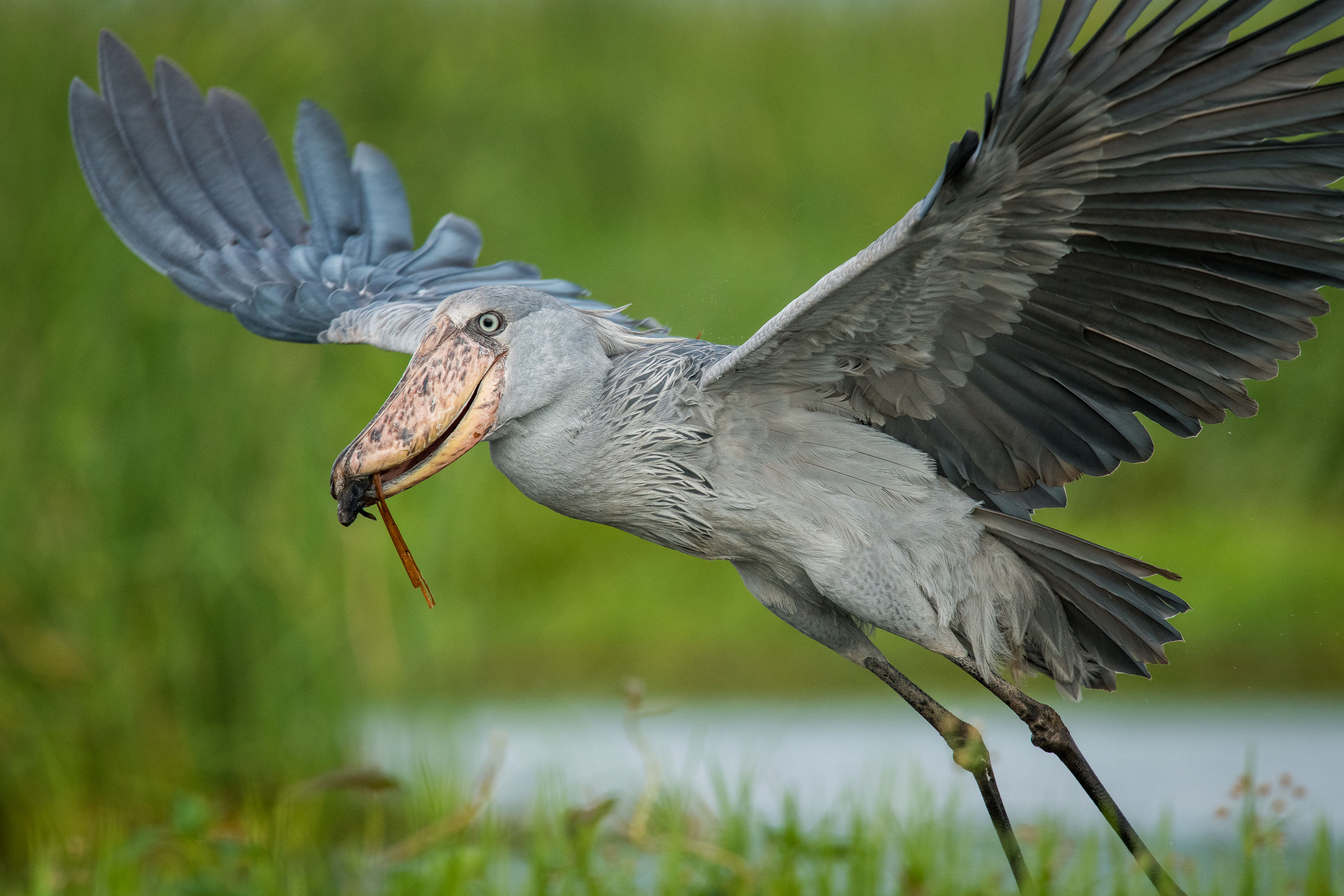 Habitat e alimentazione dell'uccello becco a scarpa