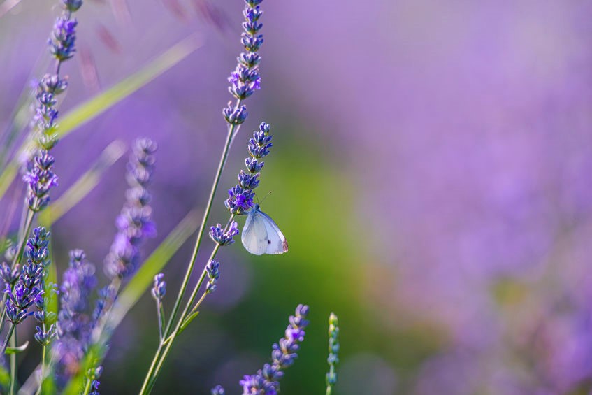 Lavanda nana