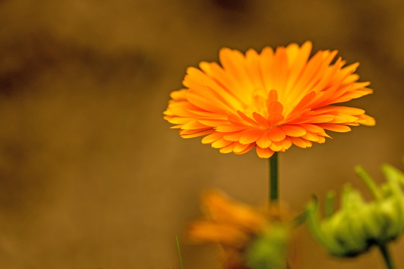 calendula