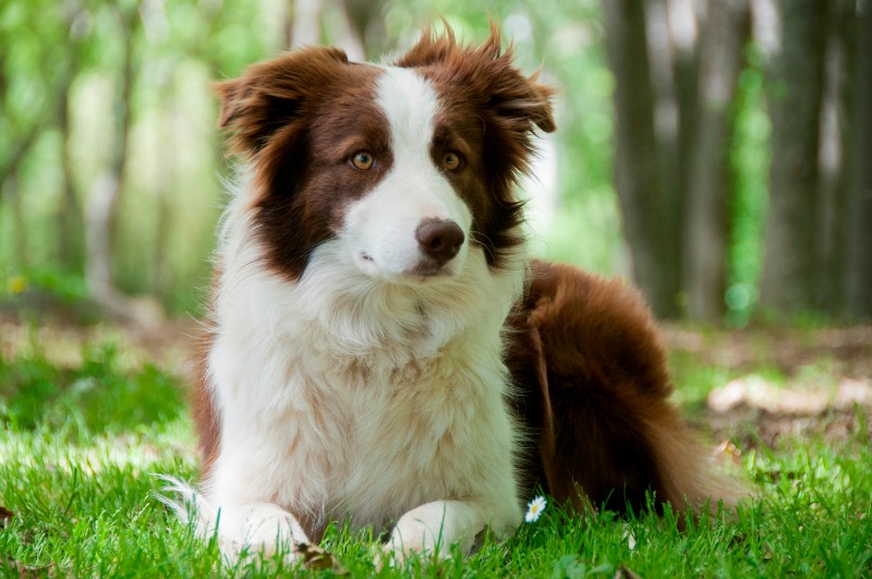 Border Collie