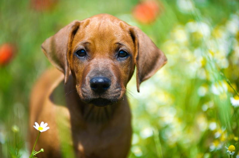 Cucciolo di cane