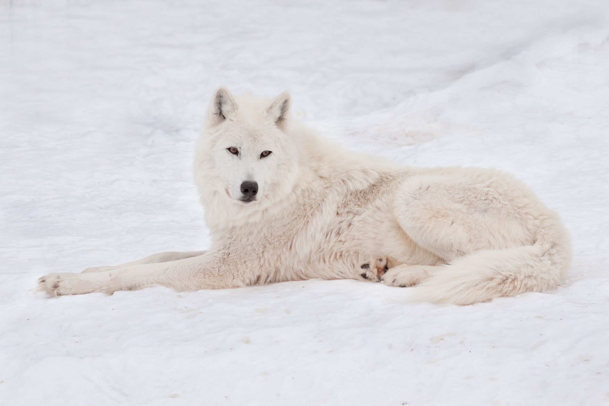 Le caratteristiche degli animali artici