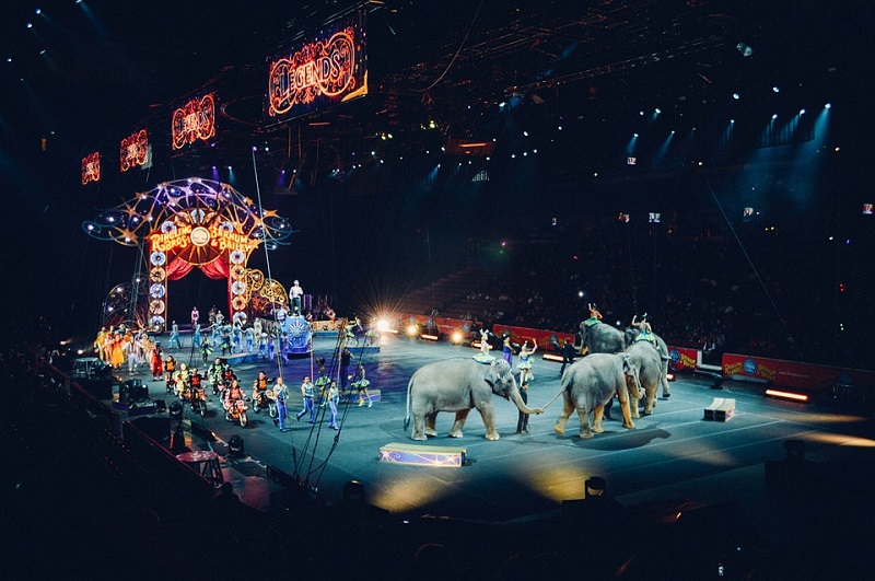 animali circo