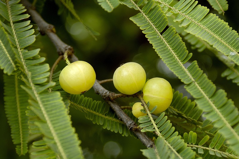 amla