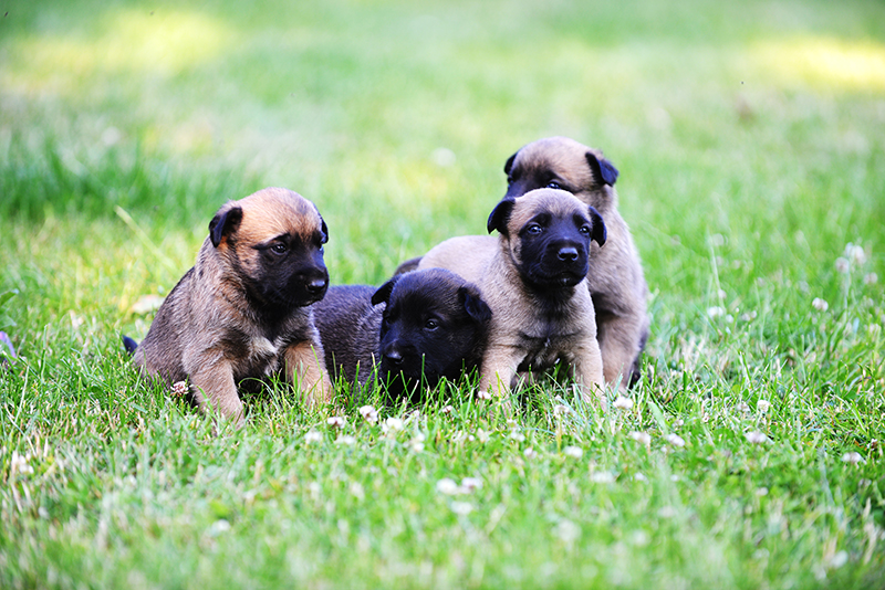 cuccioli-di-cane