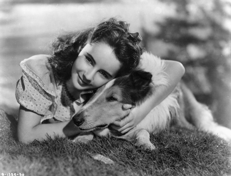 Lassie e Liz Taylor