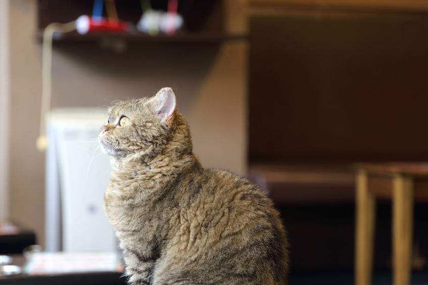 Gatto Selkirk Rex