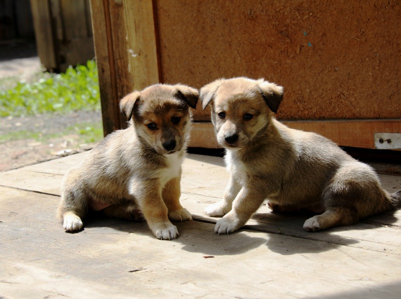 cuccioli di cane