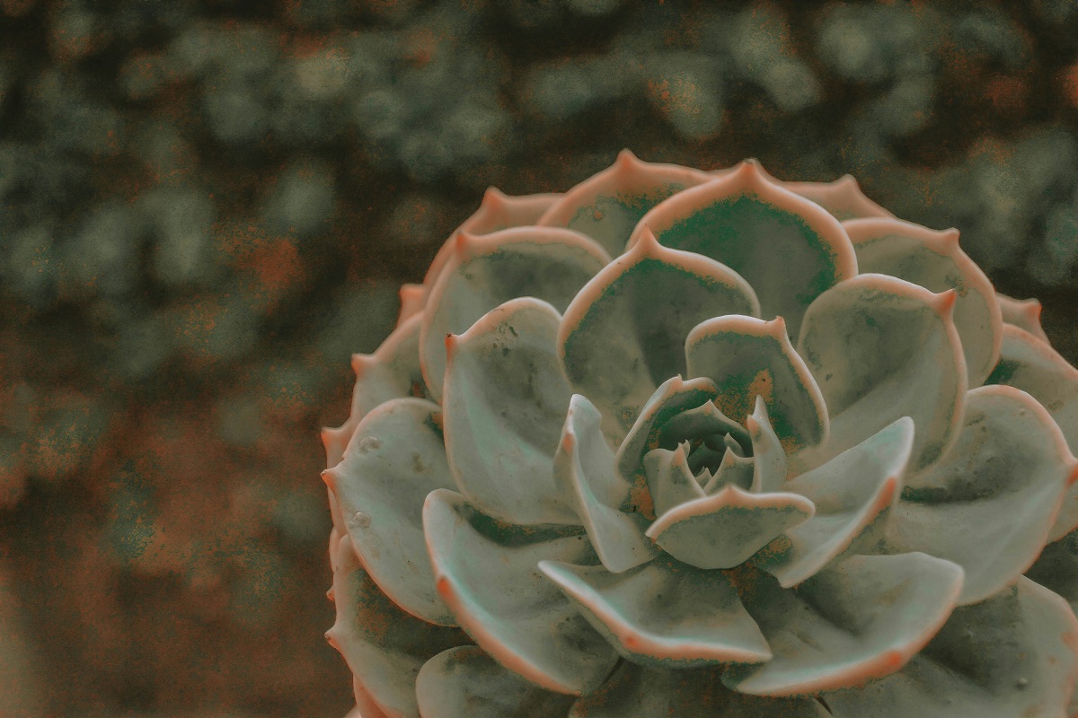 Echeveria