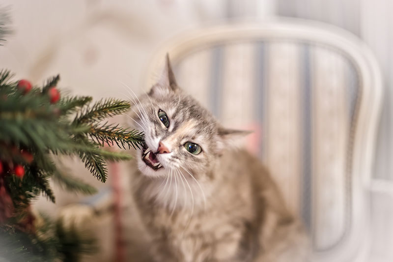 gatto-mastica-i-rami-di-un-albero-di-natale