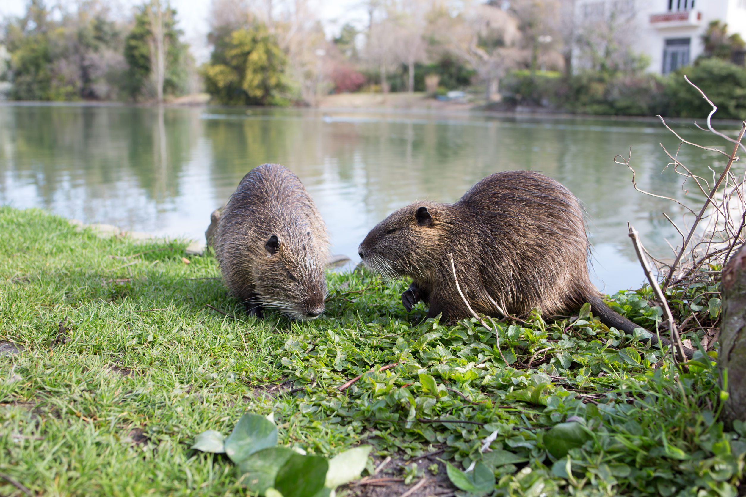 Allevare una nutria come animale domestico