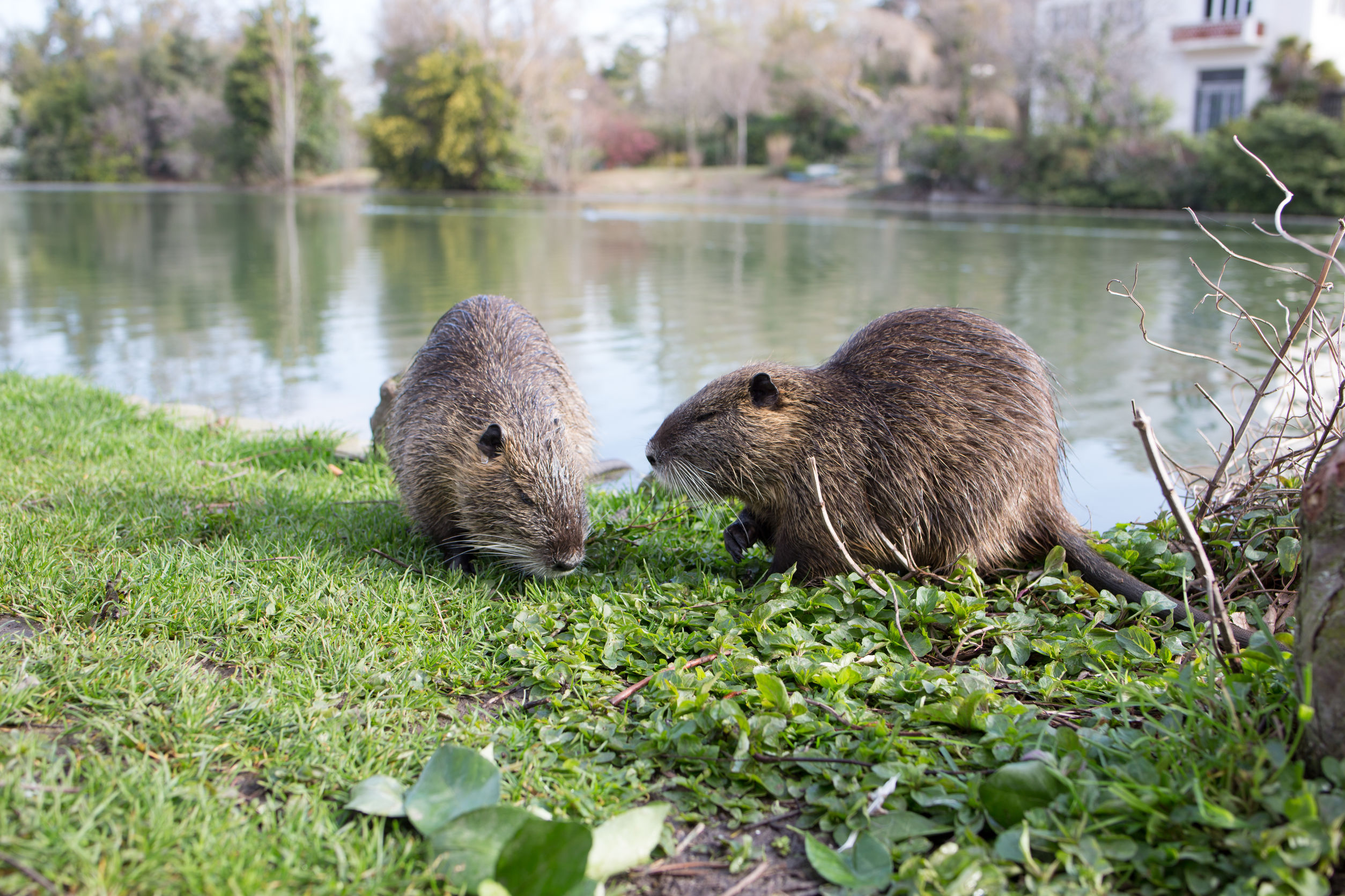 Allevare una nutria come animale domestico