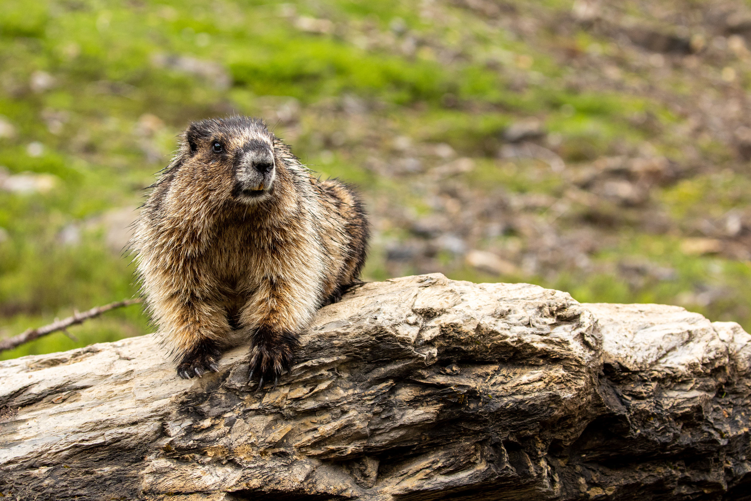 giorno della marmotta