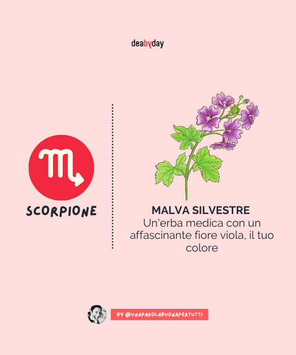 <p>Un'erba medica con un affascinante fiore viola, il tuo colore.</p>
