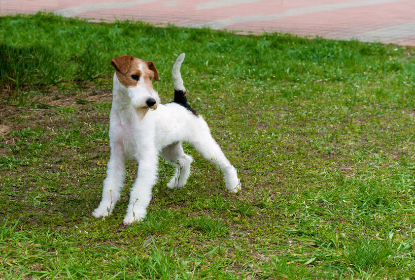 Fox terrier parco